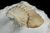 Very Rare Cyrtometopella Aries Trilobite - Russia #151905-1
